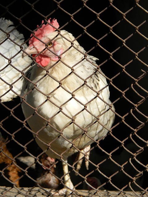 以大比分战 以大比分战